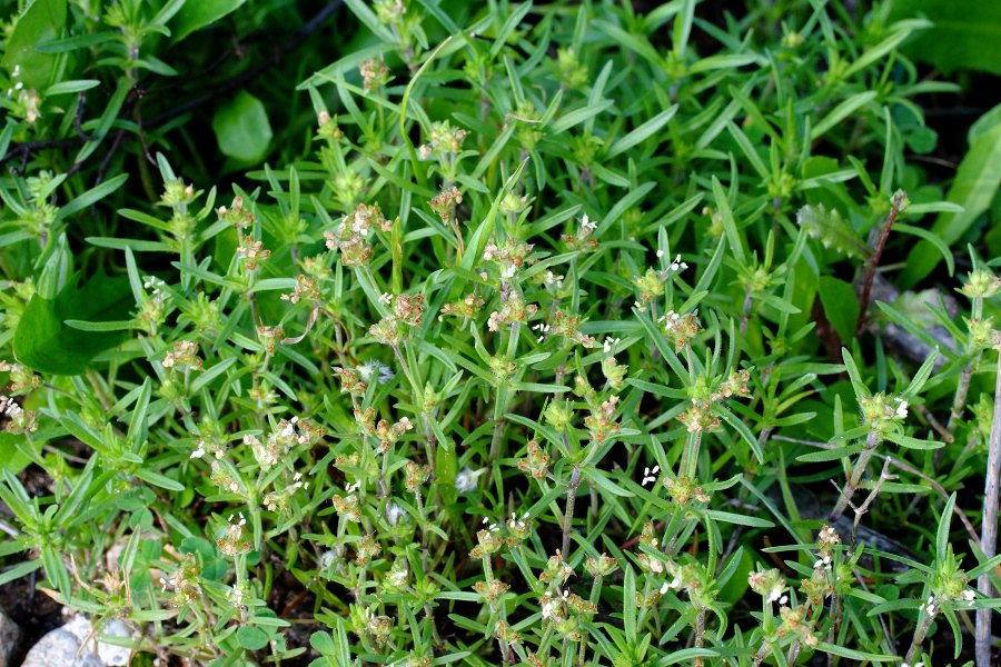 Plantago afra